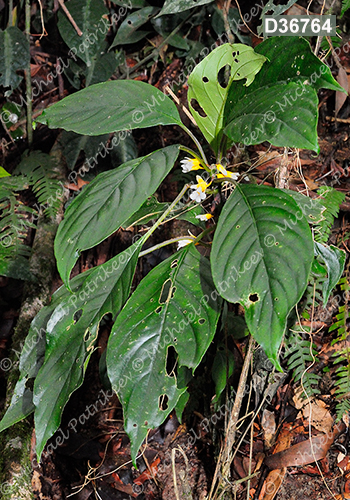 Besleria melancholica (Gesneriaceae)